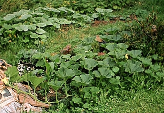 Pumpkins (6 July)